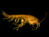  (Gammarus tigrinus - L169AR2-01)  @14 [ ] CreativeCommons - Attribution (2010) Unspecified Centre for Biodiversity Genomics