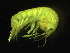  (Gammarus mucronatus - L192AR2-09)  @13 [ ] CreativeCommons - Attribution (2010) Unspecified Centre for Biodiversity Genomics