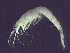  (Neomysis - L42AR2-01)  @14 [ ] CreativeCommons - Attribution (2010) Unspecified Centre for Biodiversity Genomics