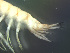  ( - L47AR1-04)  @13 [ ] CreativeCommons - Attribution (2010) Unspecified Centre for Biodiversity Genomics