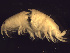  (Monoporeia - L90AR6-01)  @13 [ ] CreativeCommons - Attribution (2010) Unspecified Centre for Biodiversity Genomics