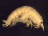  ( - L90AR6-03)  @13 [ ] CreativeCommons - Attribution (2010) Unspecified Centre for Biodiversity Genomics