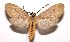  (Opharus quadripunctata - 02-SRNP-14321)  @15 [ ] CreativeCommons - Attribution Non-Commercial Share-Alike (2004) Unspecified Guanacaste Dry Forest Conservation Fund
