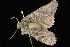  ( - 04HBL005699)  @13 [ ] CreativeCommons - Attribution (2010) Unspecified Centre for Biodiversity Genomics
