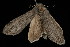  ( - 04HBL005018)  @12 [ ] CreativeCommons - Attribution (2010) Unspecified Centre for Biodiversity Genomics