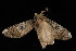  ( - 04HBL005170)  @12 [ ] CreativeCommons - Attribution (2010) Unspecified Centre for Biodiversity Genomics