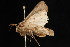  ( - 04HBL005231)  @12 [ ] CreativeCommons - Attribution (2010) Unspecified Centre for Biodiversity Genomics