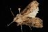  (Agrotis volubilis - 04HBL005231)  @13 [ ] CreativeCommons - Attribution (2010) Unspecified Centre for Biodiversity Genomics