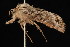  ( - 04HBL005242)  @12 [ ] CreativeCommons - Attribution (2010) Unspecified Centre for Biodiversity Genomics