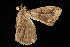  ( - 04HBL005406)  @12 [ ] CreativeCommons - Attribution (2010) Unspecified Centre for Biodiversity Genomics