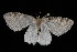  ( - 04HBL005580)  @13 [ ] CreativeCommons - Attribution (2010) Unspecified Centre for Biodiversity Genomics