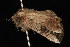  ( - 04HBL005597)  @13 [ ] CreativeCommons - Attribution (2010) Unspecified Centre for Biodiversity Genomics