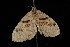  ( - 04HBL005629)  @12 [ ] CreativeCommons - Attribution (2010) Unspecified Centre for Biodiversity Genomics