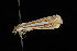  ( - 04HBL006004)  @12 [ ] CreativeCommons - Attribution (2010) Unspecified Centre for Biodiversity Genomics
