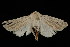  ( - 04HBL006181)  @14 [ ] CreativeCommons - Attribution (2010) Unspecified Centre for Biodiversity Genomics