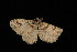  ( - 04HBL006341)  @13 [ ] CreativeCommons - Attribution (2010) Unspecified Centre for Biodiversity Genomics