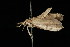  ( - 04HBL006437)  @12 [ ] CreativeCommons - Attribution (2010) Unspecified Centre for Biodiversity Genomics