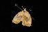  ( - 04HBL006635)  @13 [ ] CreativeCommons - Attribution (2010) Unspecified Centre for Biodiversity Genomics