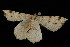  ( - 04HBL006636)  @13 [ ] CreativeCommons - Attribution (2010) Unspecified Centre for Biodiversity Genomics