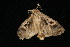  ( - 04HBL006724)  @12 [ ] CreativeCommons - Attribution (2010) Unspecified Centre for Biodiversity Genomics