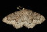  ( - 04HBL006965)  @13 [ ] CreativeCommons - Attribution (2010) Unspecified Centre for Biodiversity Genomics
