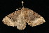  ( - 04HBL007032)  @13 [ ] CreativeCommons - Attribution (2010) Unspecified Centre for Biodiversity Genomics