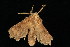  ( - 04HBL007101)  @13 [ ] CreativeCommons - Attribution (2010) Unspecified Centre for Biodiversity Genomics