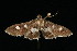  ( - 04HBL007136)  @13 [ ] CreativeCommons - Attribution (2010) Unspecified Centre for Biodiversity Genomics