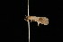  ( - 04HBL007139)  @12 [ ] CreativeCommons - Attribution (2010) Unspecified Centre for Biodiversity Genomics