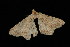  ( - 04HBL007252)  @13 [ ] CreativeCommons - Attribution (2010) Unspecified Centre for Biodiversity Genomics