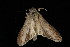  ( - 04HBL007294)  @13 [ ] CreativeCommons - Attribution (2010) Unspecified Centre for Biodiversity Genomics