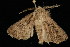  (Agrotis gladiaria - 04HBL007369)  @13 [ ] CreativeCommons - Attribution (2010) Unspecified Centre for Biodiversity Genomics