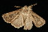  ( - 04HBL007381)  @13 [ ] CreativeCommons - Attribution (2010) Unspecified Centre for Biodiversity Genomics