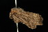  ( - 04HBL007385)  @12 [ ] CreativeCommons - Attribution (2010) Unspecified Centre for Biodiversity Genomics