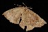 ( - Moth4365.03)  @13 [ ] CreativeCommons - Attribution (2010) Unspecified Centre for Biodiversity Genomics