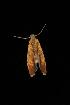  ( - Moth4371.03)  @12 [ ] CreativeCommons - Attribution (2010) Unspecified Centre for Biodiversity Genomics