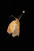  ( - Moth4374.03)  @12 [ ] CreativeCommons - Attribution (2010) Unspecified Centre for Biodiversity Genomics