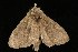  ( - Moth4397.03)  @13 [ ] CreativeCommons - Attribution (2010) Unspecified Centre for Biodiversity Genomics