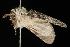  ( - Moth4410.03)  @12 [ ] CreativeCommons - Attribution (2010) Unspecified Centre for Biodiversity Genomics