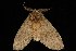  ( - Moth4413.03)  @13 [ ] CreativeCommons - Attribution (2010) Unspecified Centre for Biodiversity Genomics