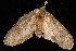  ( - Moth4415.03)  @13 [ ] CreativeCommons - Attribution (2010) Unspecified Centre for Biodiversity Genomics