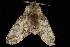  ( - Moth4425.03)  @13 [ ] CreativeCommons - Attribution (2010) Unspecified Centre for Biodiversity Genomics