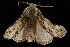  ( - Moth4426.03)  @13 [ ] CreativeCommons - Attribution (2010) Unspecified Centre for Biodiversity Genomics