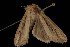  ( - Moth4478.03)  @13 [ ] CreativeCommons - Attribution (2010) Unspecified Centre for Biodiversity Genomics