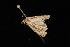  ( - Moth4486.03)  @12 [ ] CreativeCommons - Attribution (2010) Unspecified Centre for Biodiversity Genomics