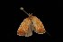  ( - Moth4526.03)  @12 [ ] CreativeCommons - Attribution (2010) Unspecified Centre for Biodiversity Genomics