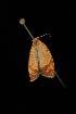  ( - Moth4527.03)  @12 [ ] CreativeCommons - Attribution (2010) Unspecified Centre for Biodiversity Genomics