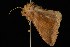  ( - Moth4557.03)  @13 [ ] CreativeCommons - Attribution (2010) Unspecified Centre for Biodiversity Genomics