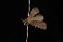  ( - Moth4579.03)  @12 [ ] CreativeCommons - Attribution (2010) Unspecified Centre for Biodiversity Genomics