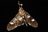  ( - Moth4611.03)  @13 [ ] CreativeCommons - Attribution (2010) Unspecified Centre for Biodiversity Genomics